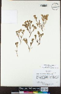 Spergularia platensis var. platensis image