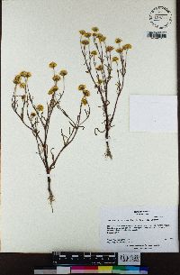 Lasthenia chrysantha image
