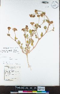 Abronia pogonantha image