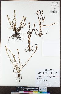 Lasthenia glabrata image