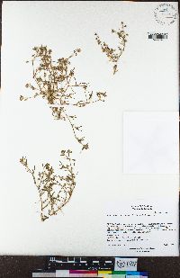 Spergularia bocconi image