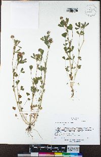 Trifolium bifidum var. bifidum image
