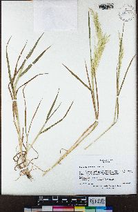 Agrostis avenacea image