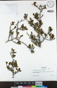 Cercocarpus minutiflorus image