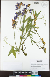 Lathyrus latifolius image