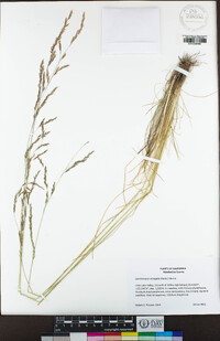 Deschampsia elongata image