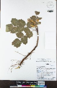 Berberis aquifolium var. dictyota image