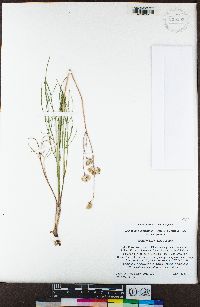 Lomatium marginatum image