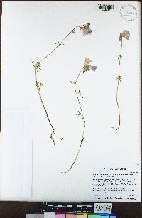 Sidalcea calycosa subsp. calycosa image