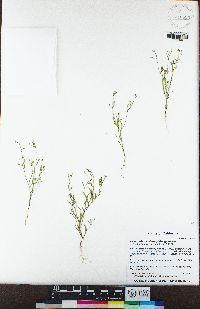 Navarretia capillaris image