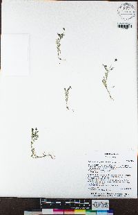 Astragalus gambelianus image