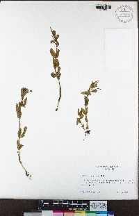 Epilobium glaberrimum image