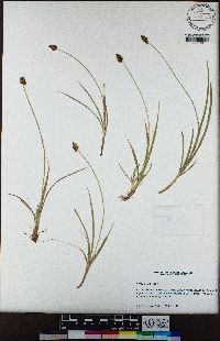 Carex illota image