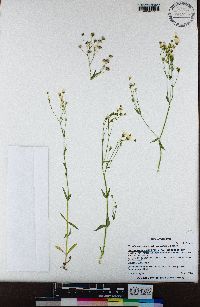 Cerastium arvense subsp. strictum image