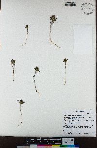 Navarretia pubescens image