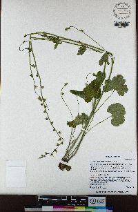 Lithophragma campanulatum image