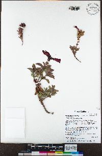 Penstemon newberryi var. sonomensis image