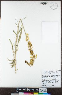 Stanleya pinnata var. pinnata image