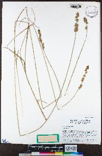 Carex divulsa subsp. divulsa image