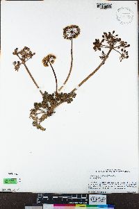 Lomatium parvifolium image