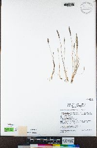 Agrostis lacuna-vernalis image