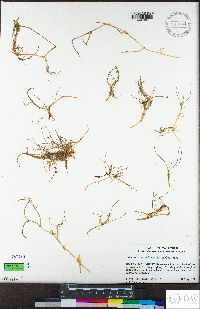 Lilaeopsis masonii image