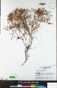 Eriogonum heermannii image