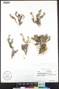 Linanthus jaegeri image