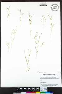 Navarretia capillaris image