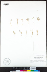 Navarretia capillaris image