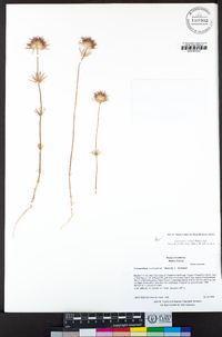 Leptosiphon ciliatus image