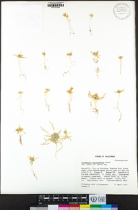 Navarretia leucocephala subsp. bakeri image