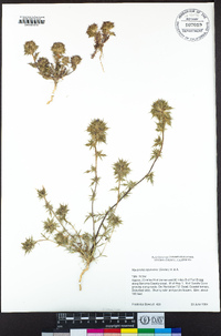 Navarretia squarrosa image