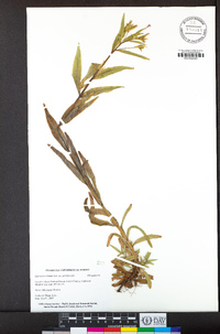 Epilobium ciliatum subsp. glandulosum image