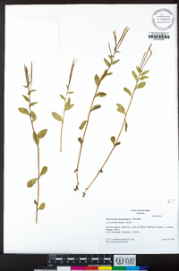 Epilobium hornemannii image