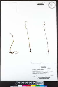 Epilobium oregonense image