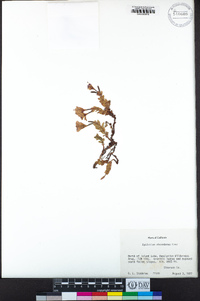 Epilobium obcordatum image