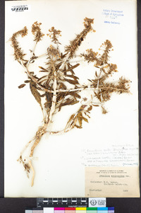 Eremothera boothii image