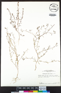 Gayophytum ramosissimum image