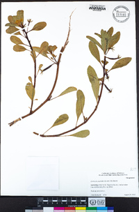 Ludwigia peploides image