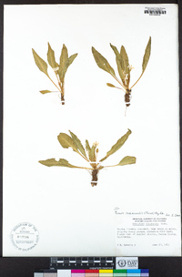 Taraxia subacaulis image