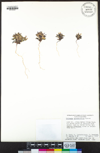 Collomia diversifolia image