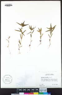 Collomia linearis image