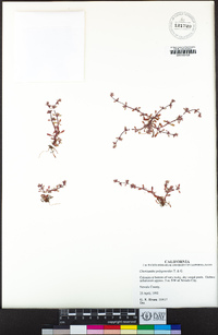 Chorizanthe polygonoides image