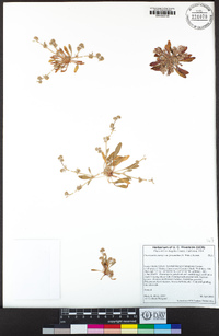 Chorizanthe parryi var. fernandina image