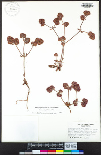 Chorizanthe palmeri image