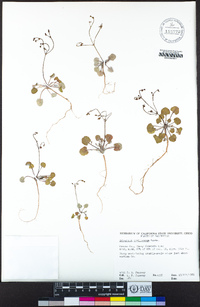 Eriogonum covilleanum image