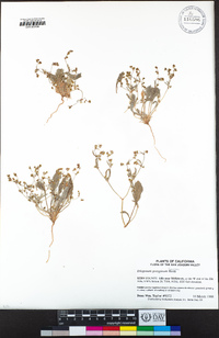Eriogonum gossypinum image