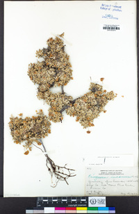 Eriogonum incanum image