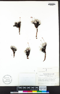 Eriogonum ovalifolium var. nivale image